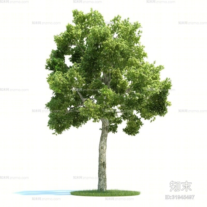 绿色景观树3D模型下载【ID:31945497】