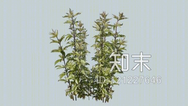 低聚树SU模型下载【ID:121227646】