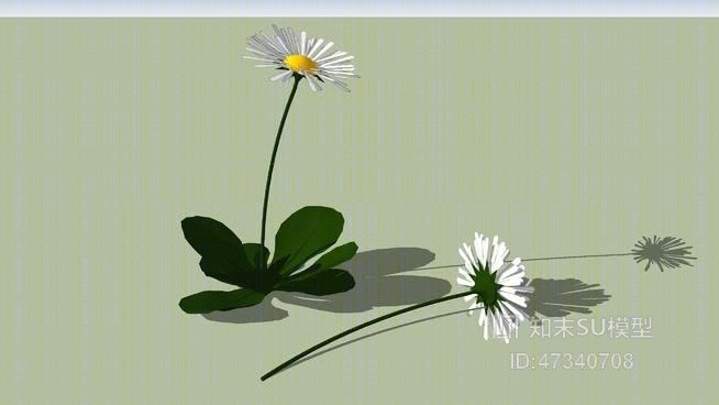 雏菊SU模型下载【ID:47340708】