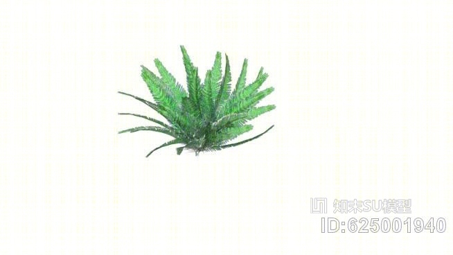 蕨类植物SU模型下载【ID:625001940】