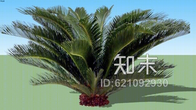 西米棕榈苏铁。SU模型下载【ID:621092930】