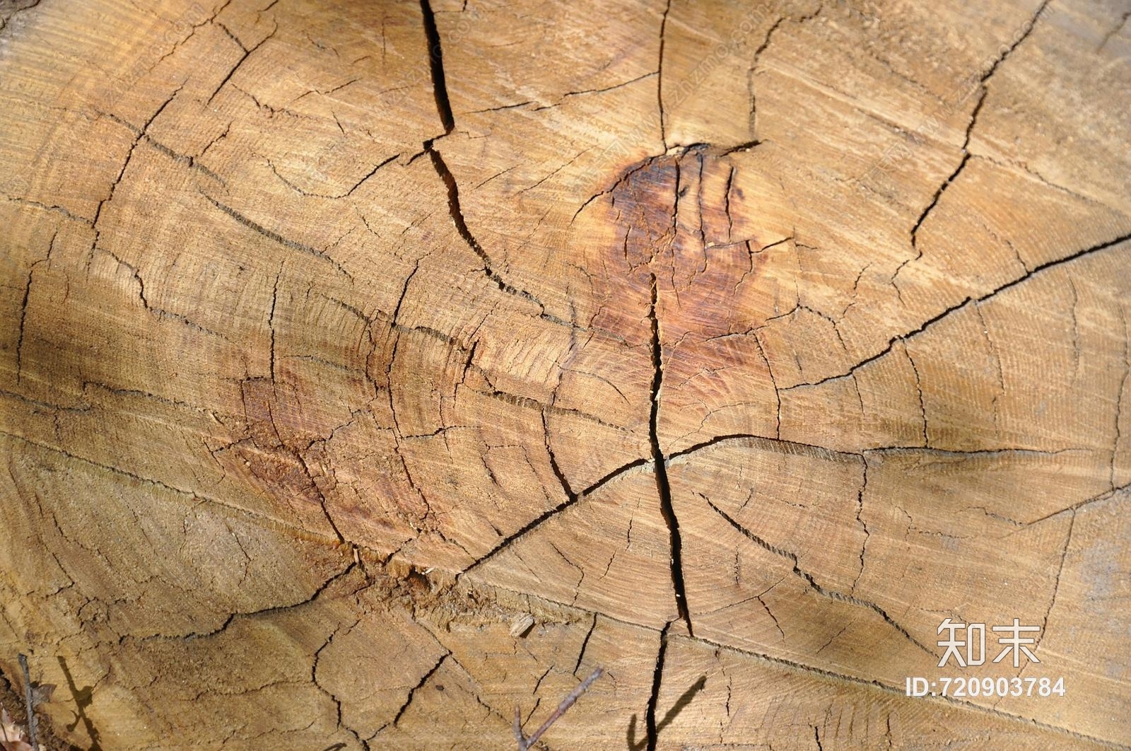 年轮木贴图下载【ID:720903784】