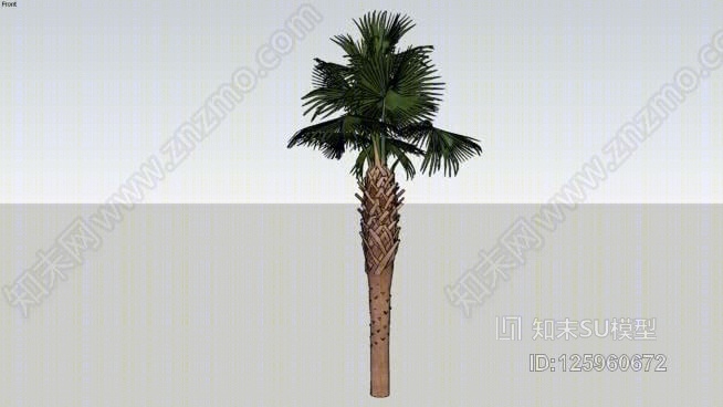 棕榈树5SU模型下载【ID:125960672】