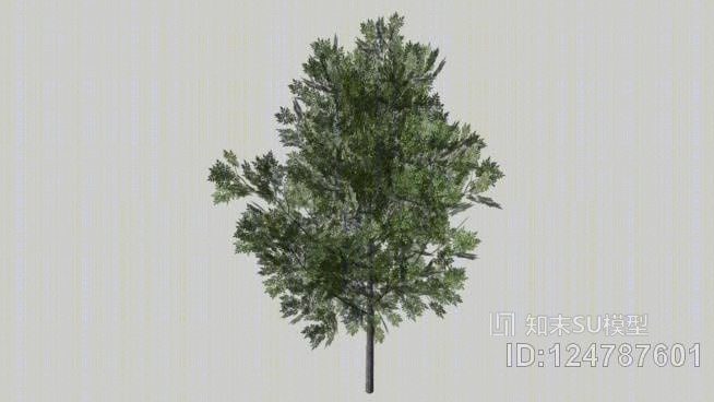 白蜡树属SU模型下载【ID:124787601】