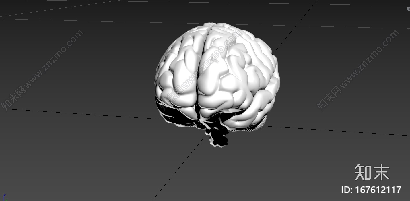写实大脑器官CG模型下载【ID:167612117】
