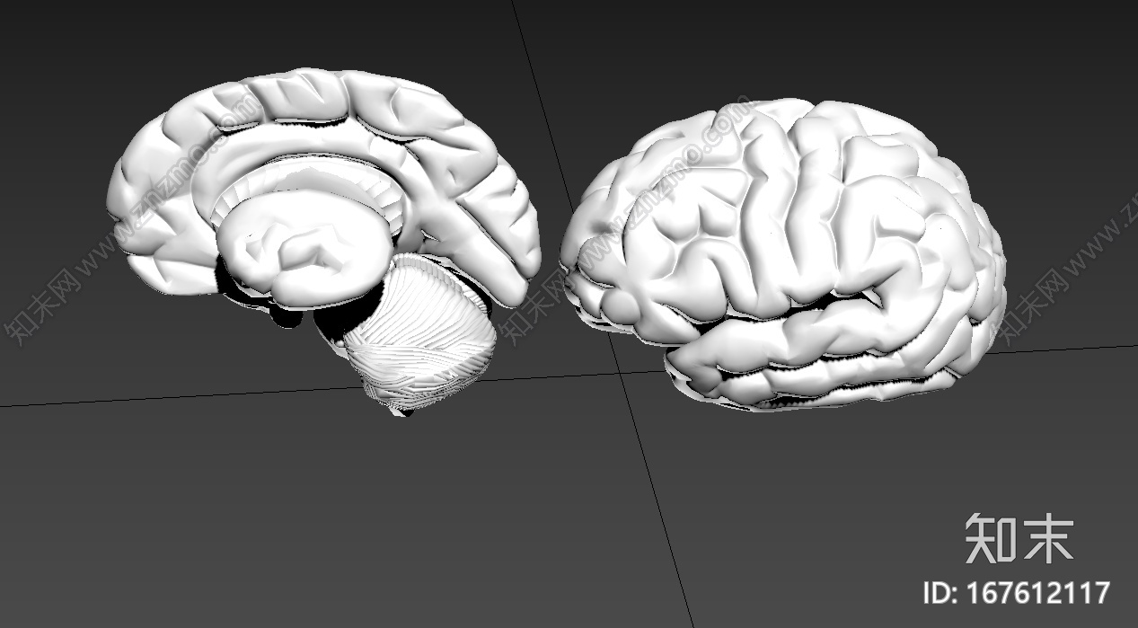写实大脑器官CG模型下载【ID:167612117】