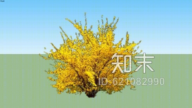 连翘SU模型下载【ID:621082990】