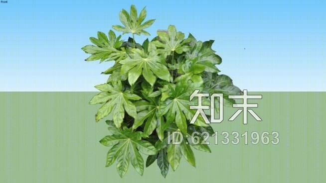 八角金盘SU模型下载【ID:621331963】