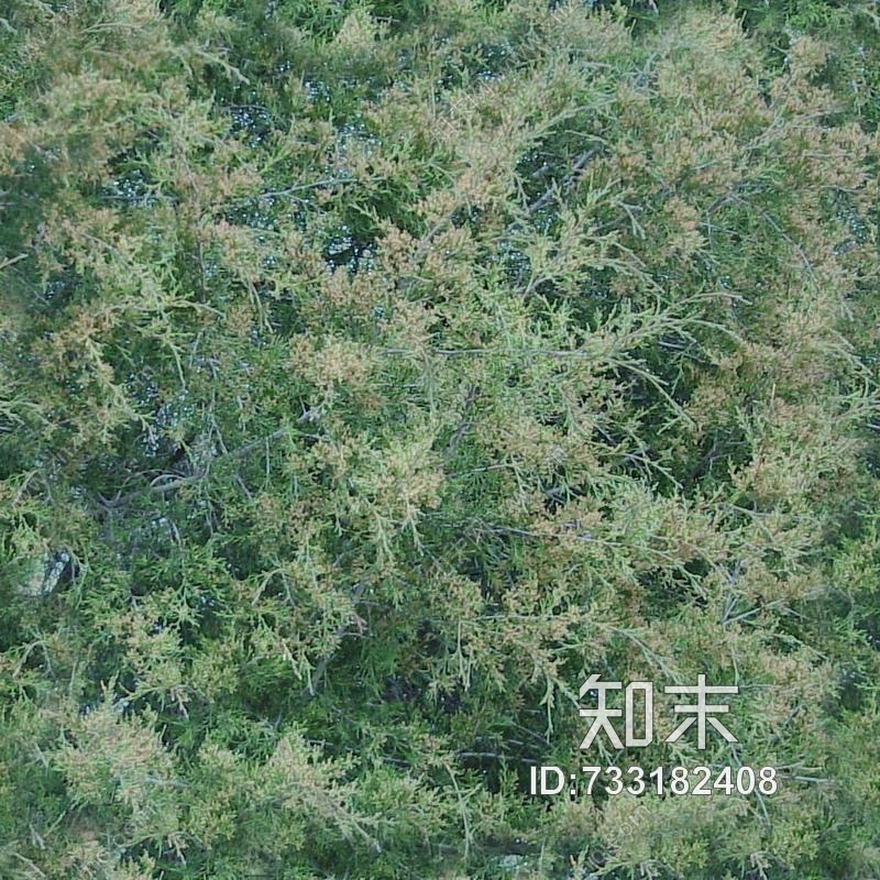 植物贴图下载【ID:733182408】