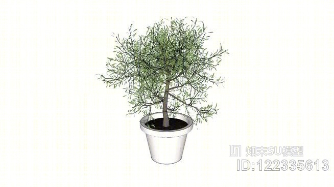 盆栽橄榄树SU模型下载【ID:122335613】