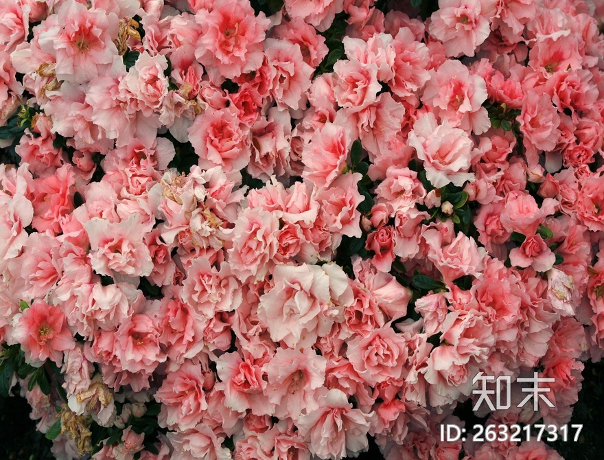 花床贴图下载【ID:263217317】