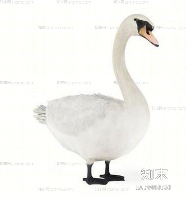 白色鸟3D模型下载【ID:70488733】