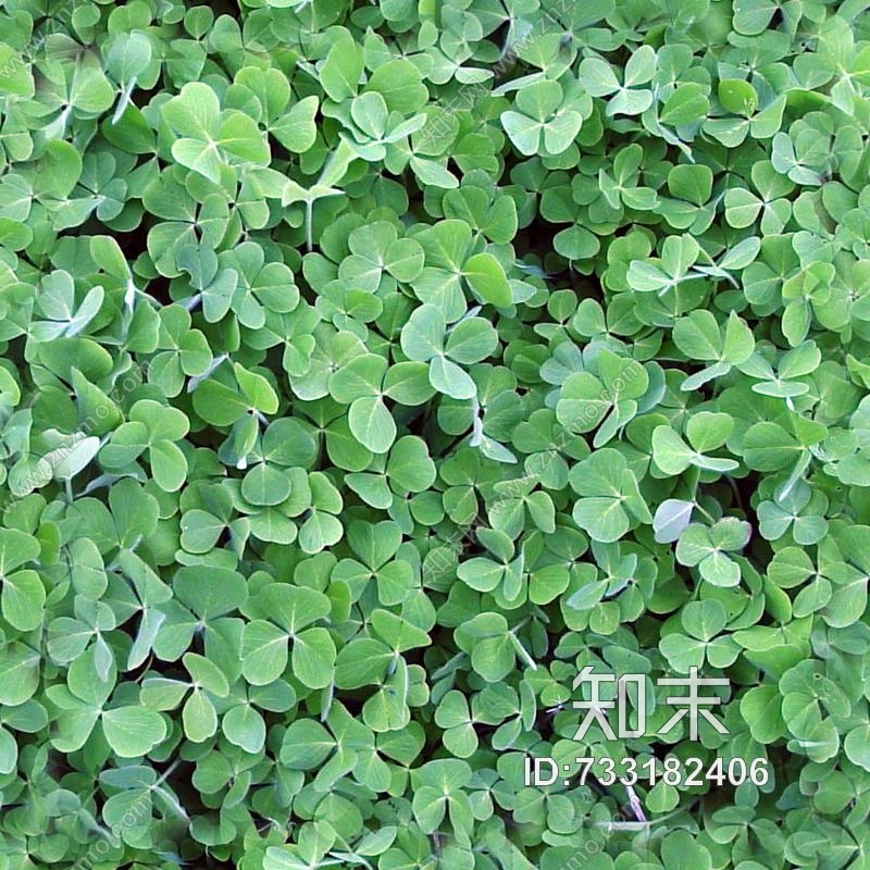 植物贴图下载【ID:733182406】