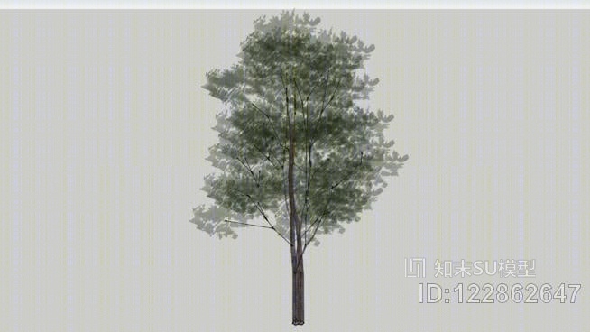 透明树SU模型下载【ID:122862647】