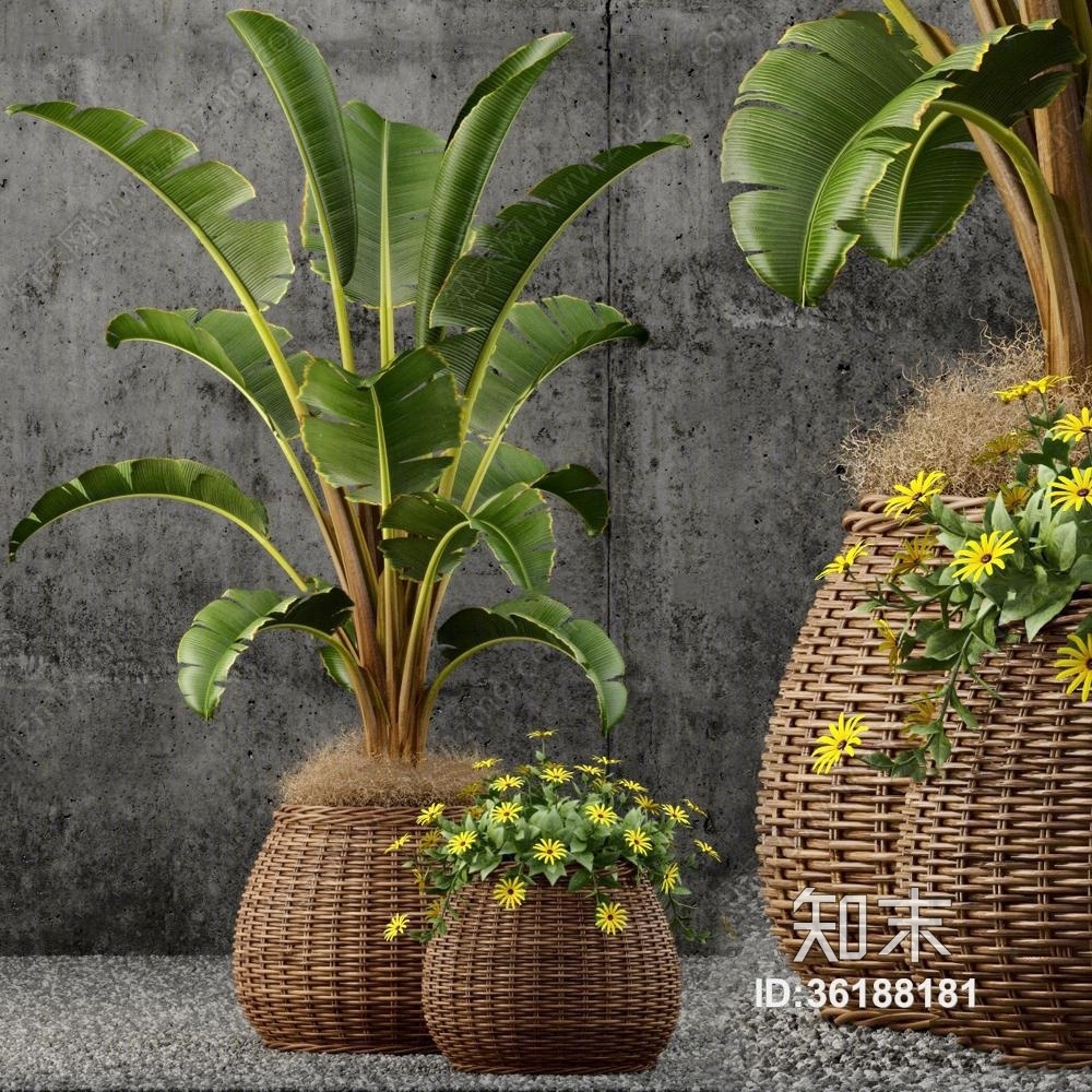 现代藤编盆芭蕉盆栽3D模型下载【ID:36188181】