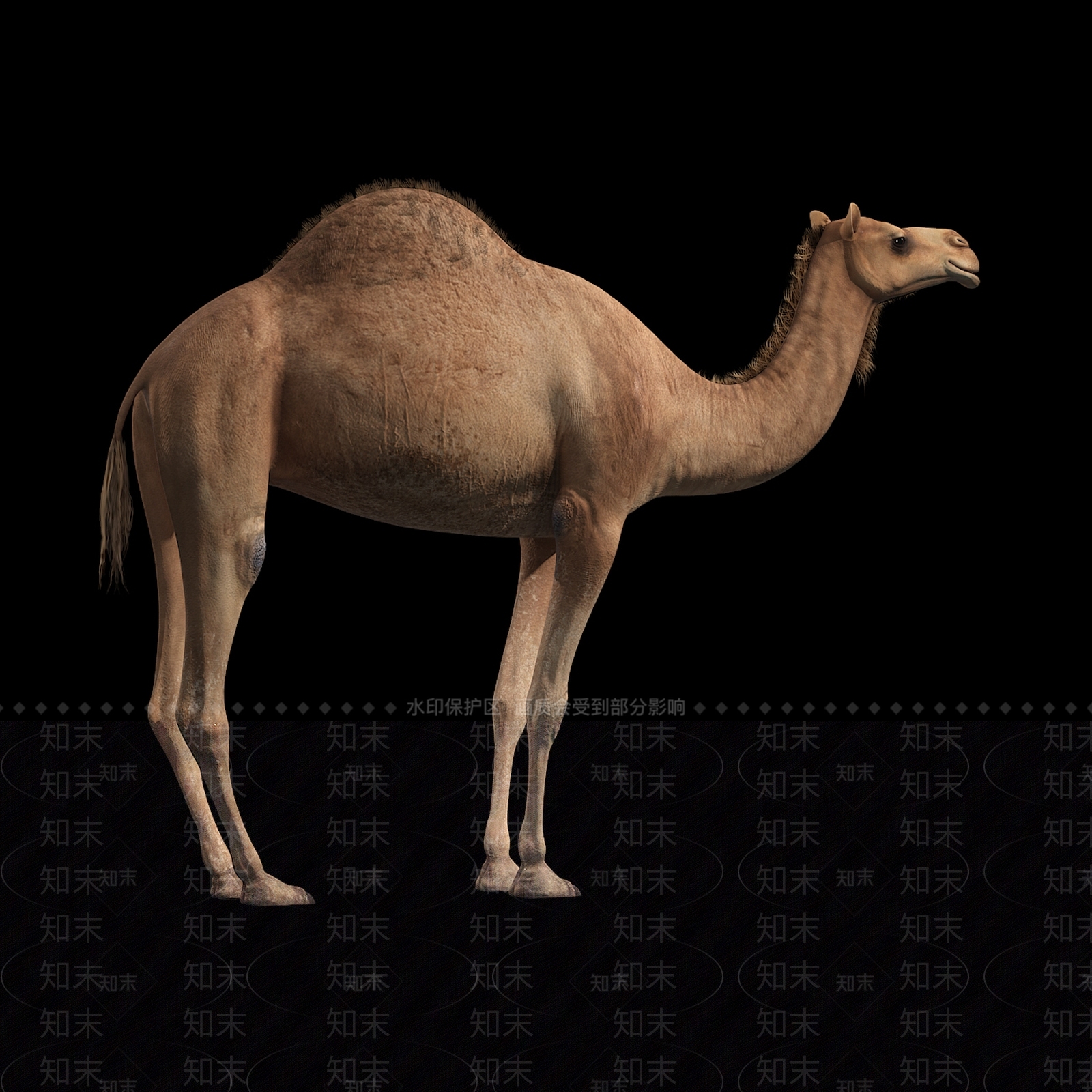 骆驼3D模型下载【ID:833576654】