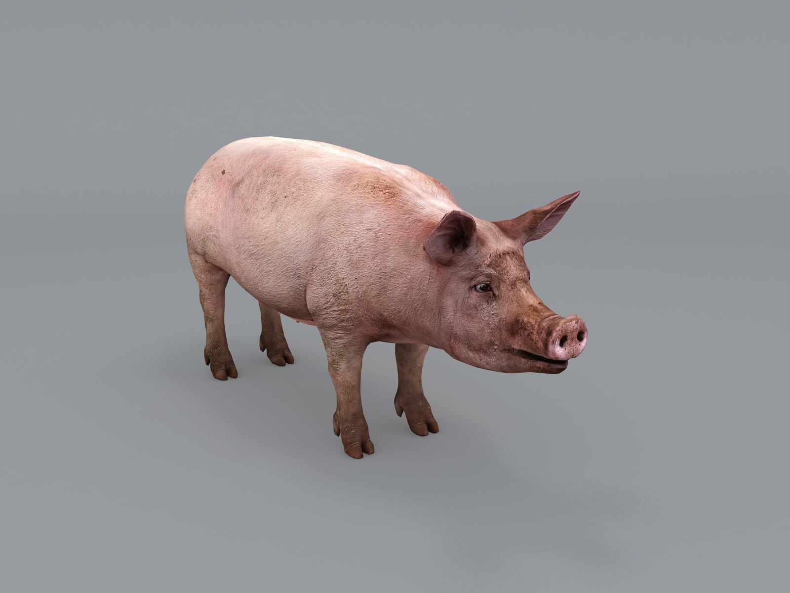猪3D模型下载【ID:122519636】