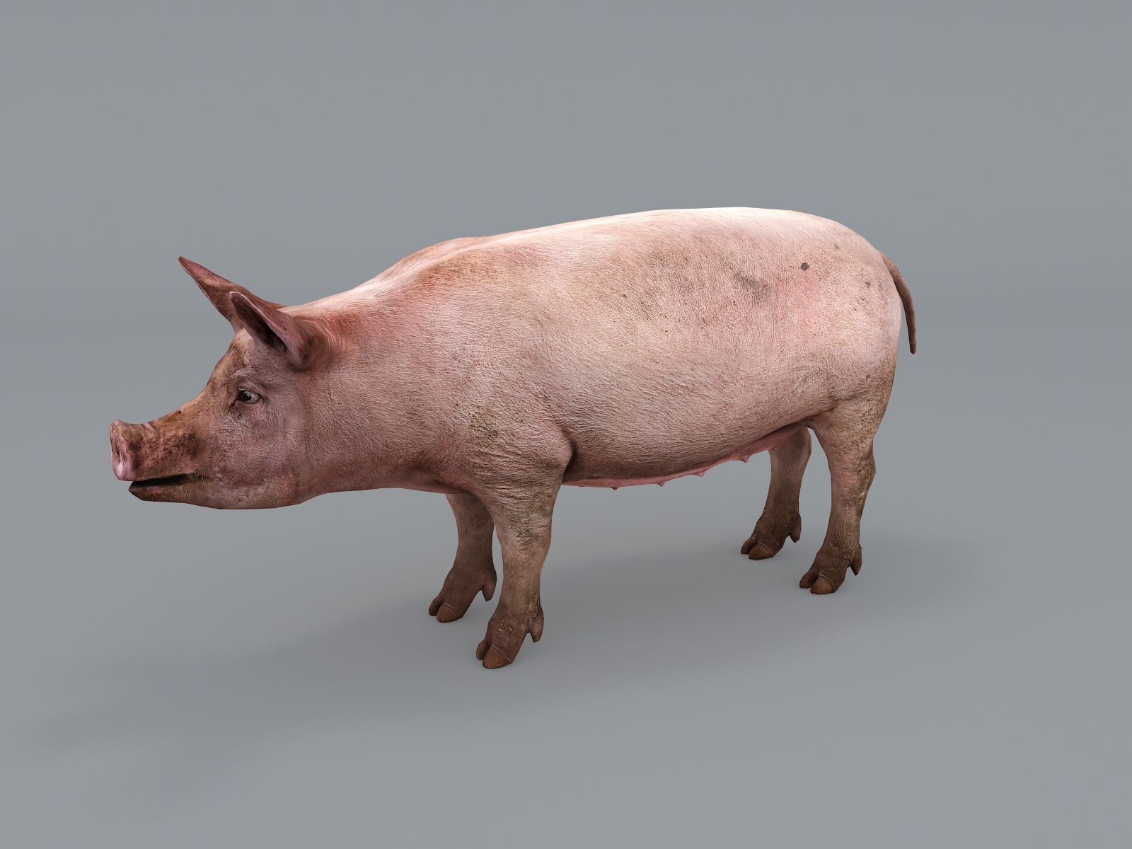 猪3D模型下载【ID:122519636】