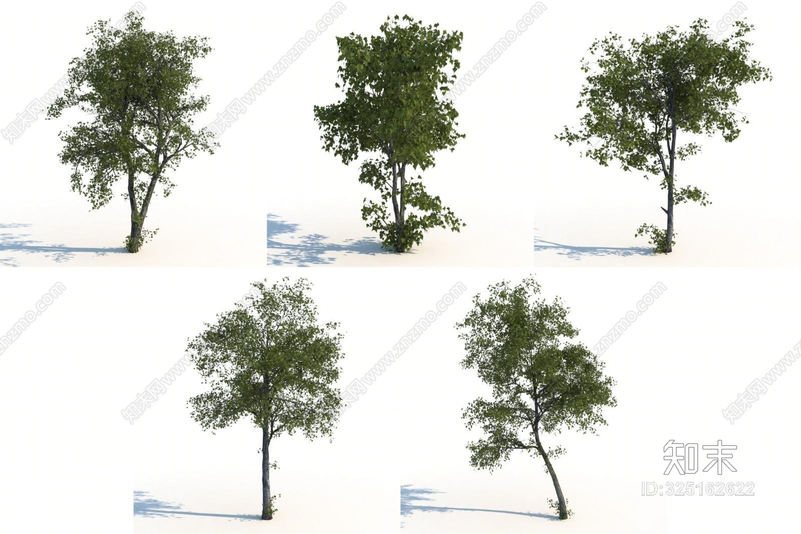 菩提树3D模型下载【ID:325162622】