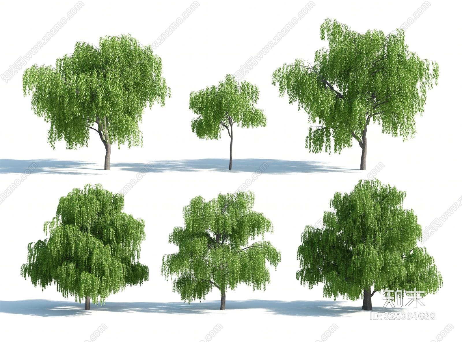 树 树木 大树 高树 人工修剪植物 修剪树木 园林植物 园林景观树 人工