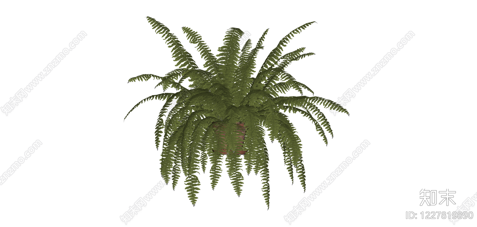 盆栽蕨类植物SU模型下载【ID:1227819890】