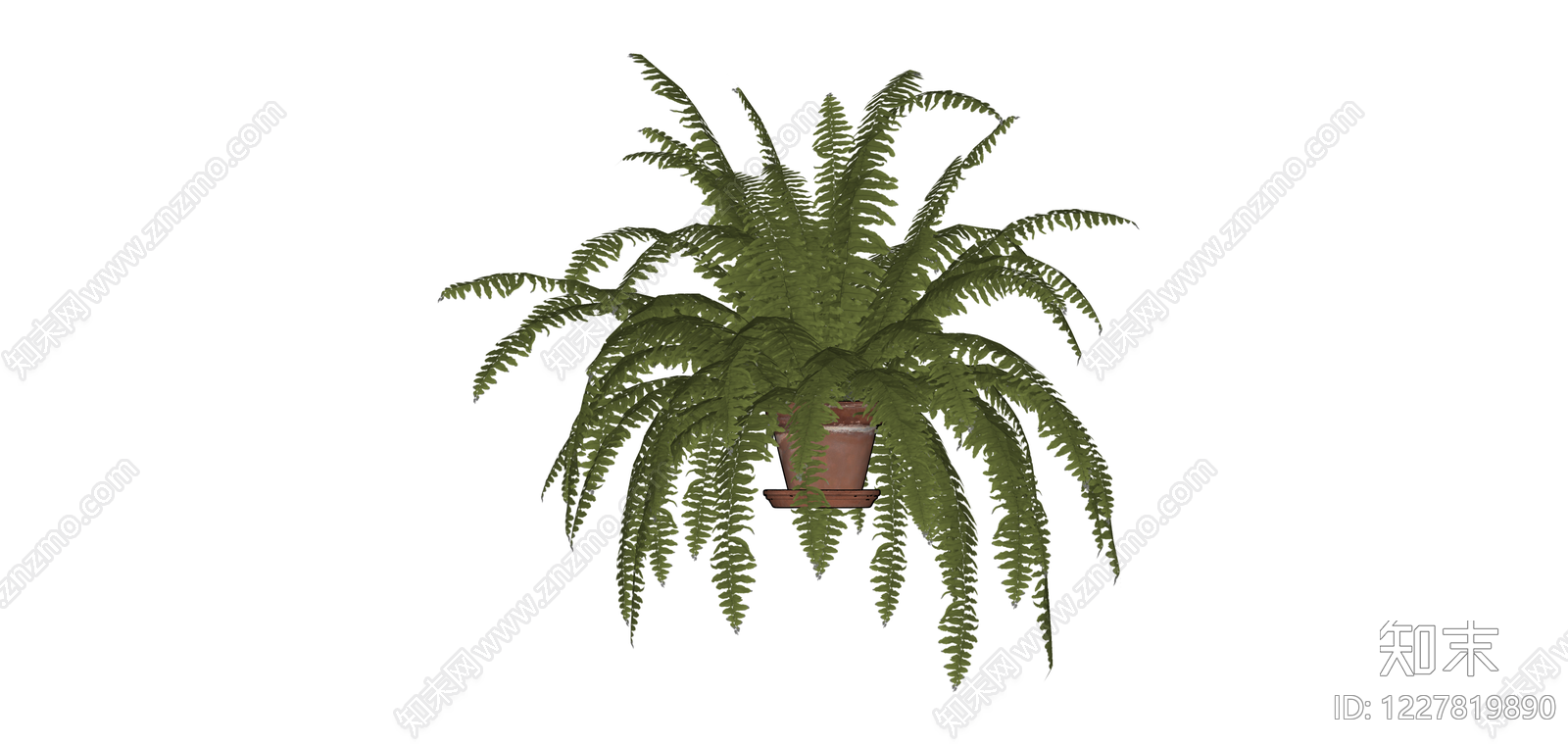 盆栽蕨类植物SU模型下载【ID:1227819890】