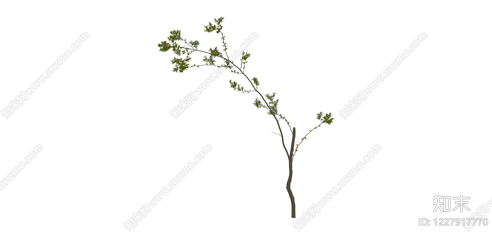 单株带叶景观树SU模型下载【ID:1227917770】