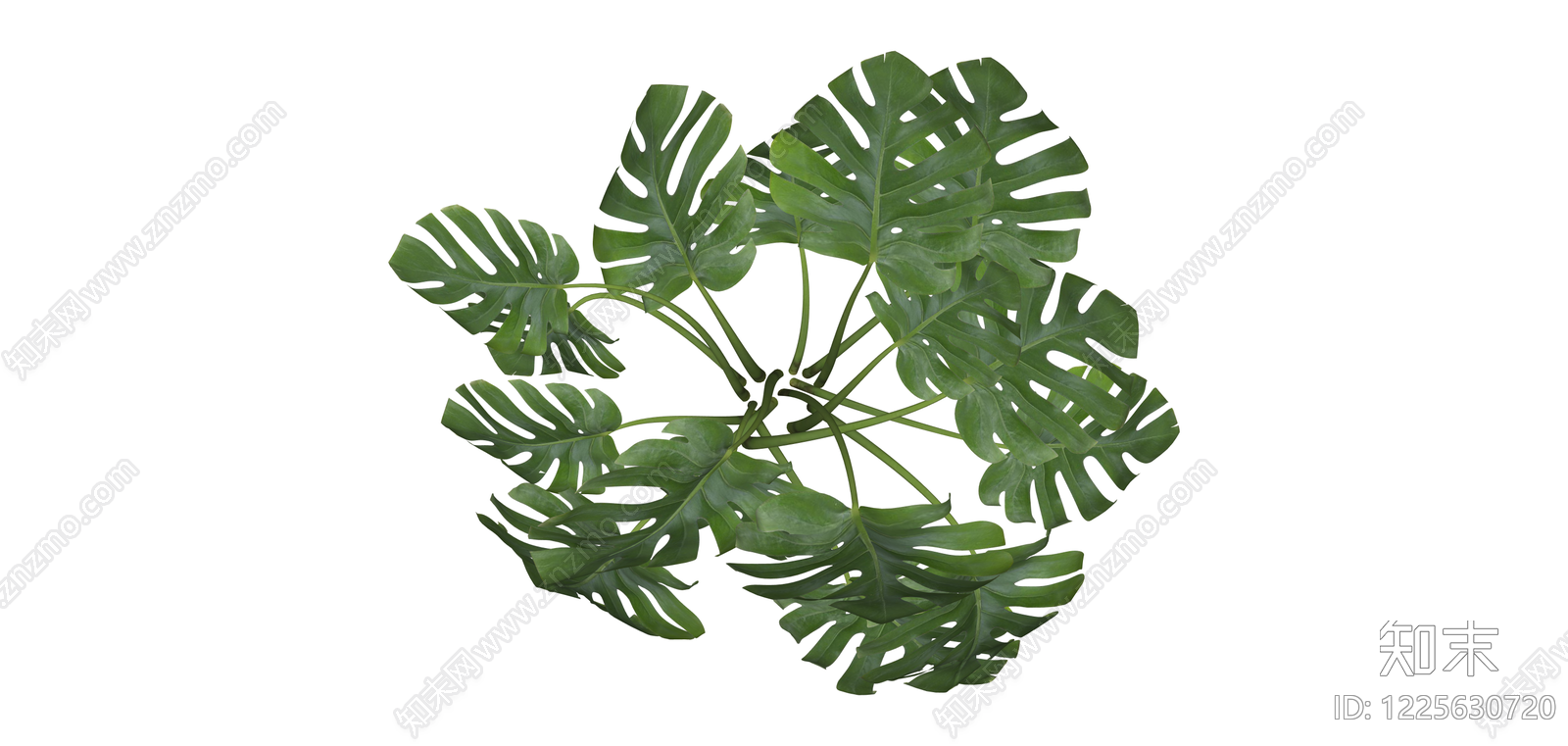龟背竹盆栽绿植SU模型下载【ID:1225630720】