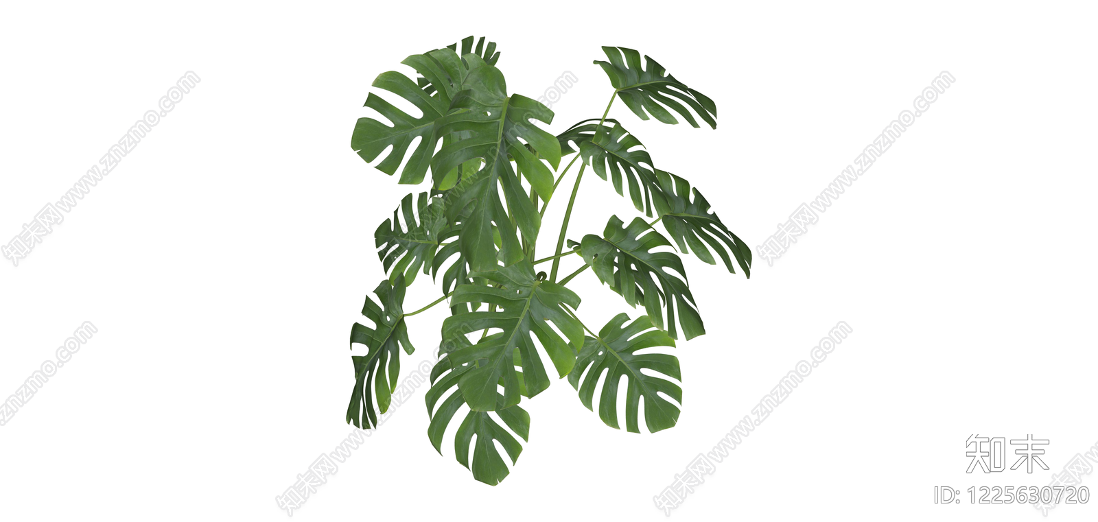 龟背竹盆栽绿植SU模型下载【ID:1225630720】
