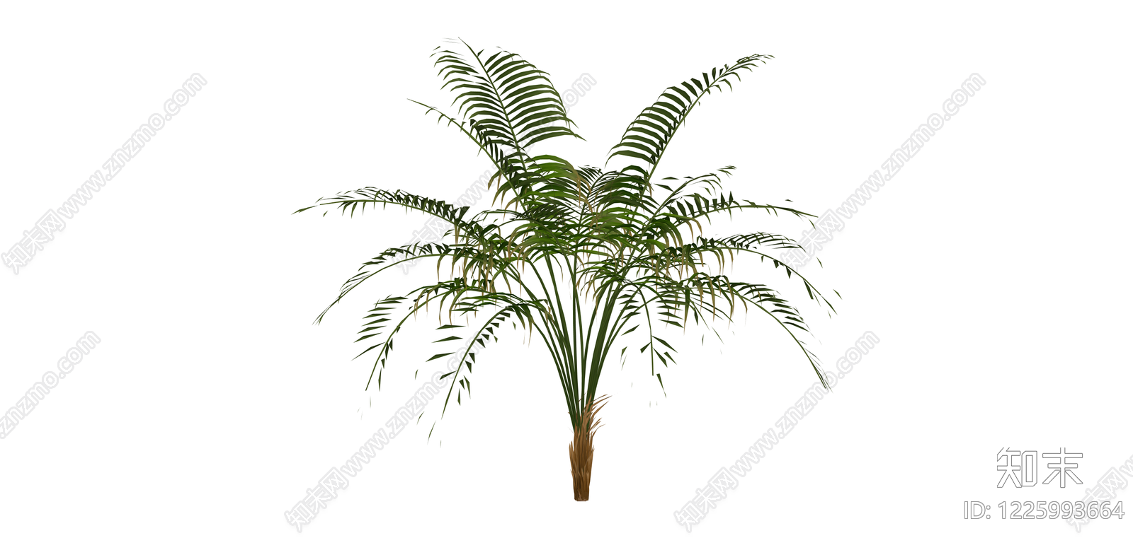 散尾葵盆栽植物SU模型下载【ID:1225993664】