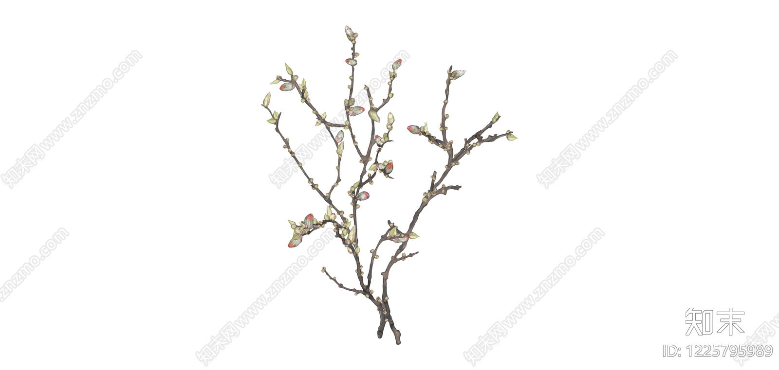 带芽苞枯枝植物SU模型下载【ID:1225795989】
