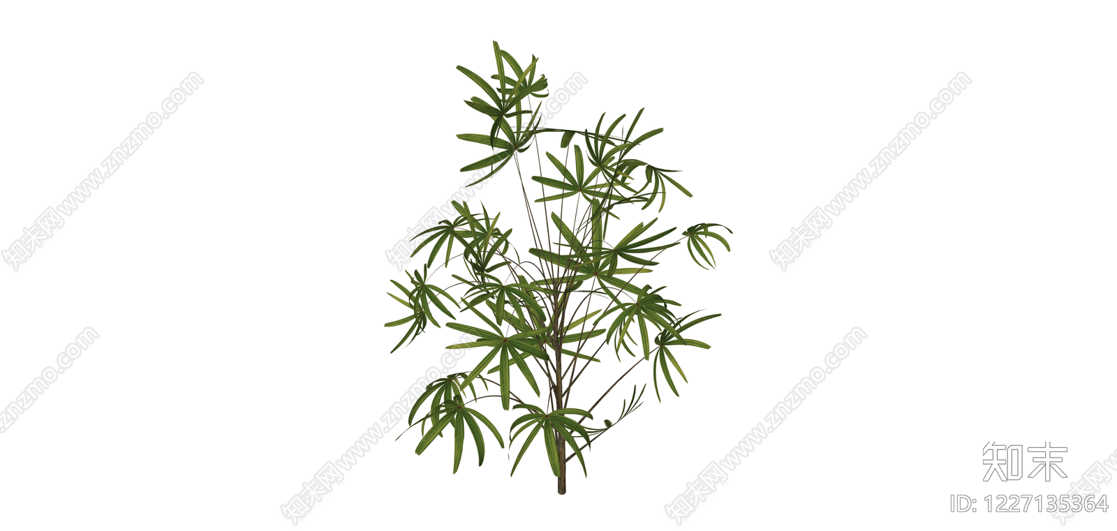 多视角散尾葵绿植模型SU模型下载【ID:1227135364】