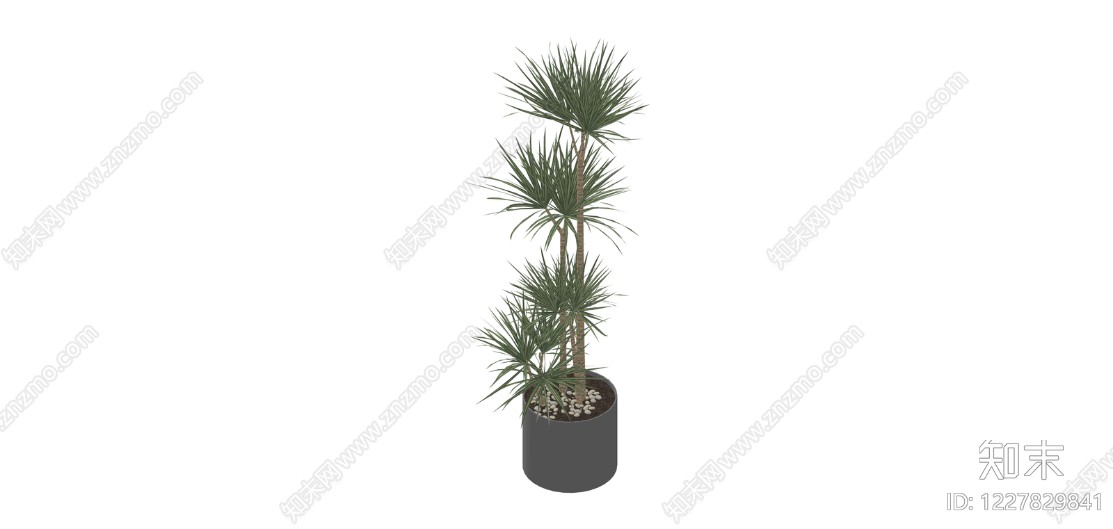 盆栽龙血树SU模型下载【ID:1227829841】