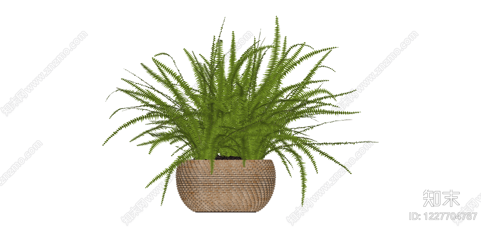 盆栽蕨类植物SU模型下载【ID:1227704787】