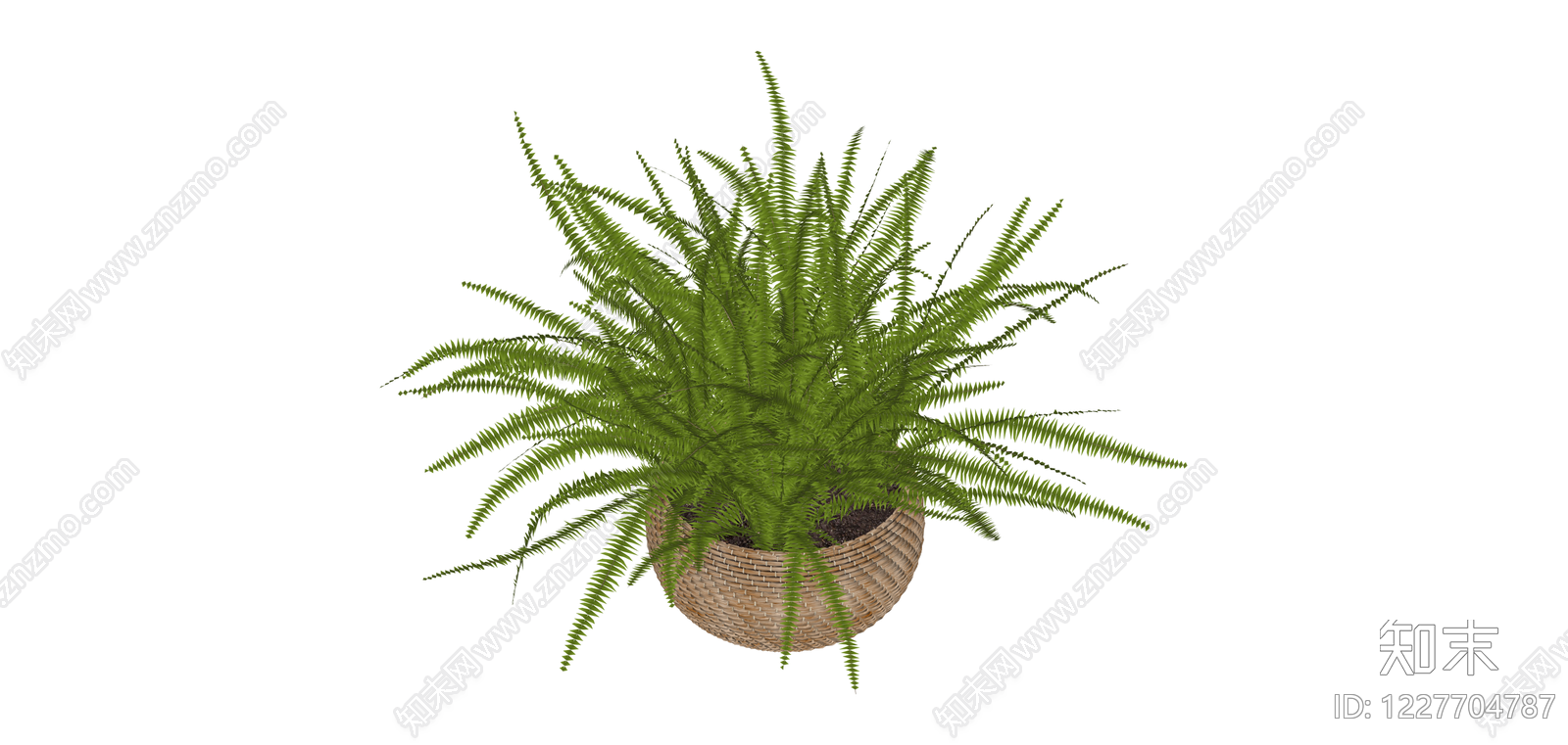 盆栽蕨类植物SU模型下载【ID:1227704787】