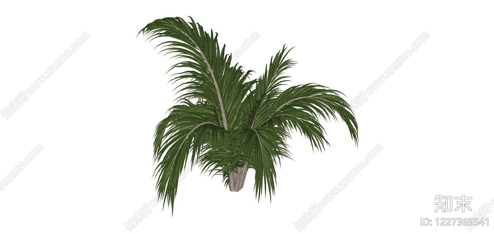 丛生散尾葵绿植模型SU模型下载【ID:1227369541】