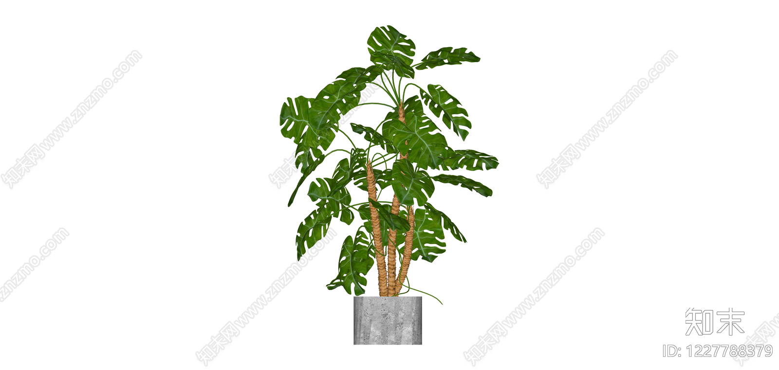 带盆龟背竹绿植SU模型下载【ID:1227788379】