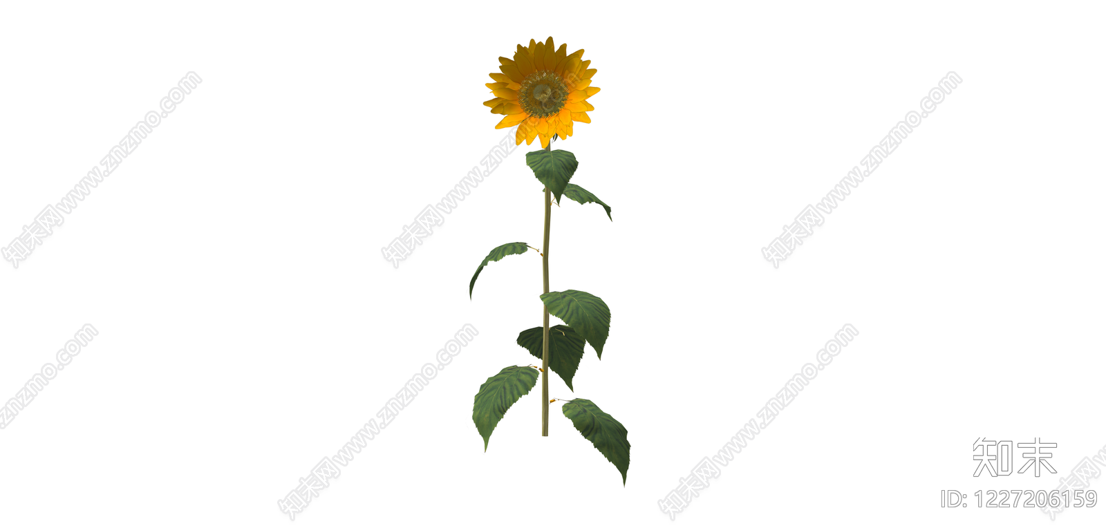向日葵植物模型SU模型下载【ID:1227206159】