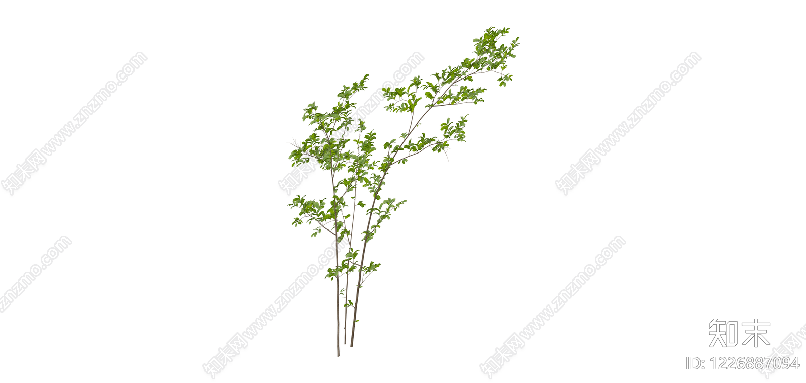 带叶细枝植物SU模型下载【ID:1226887094】
