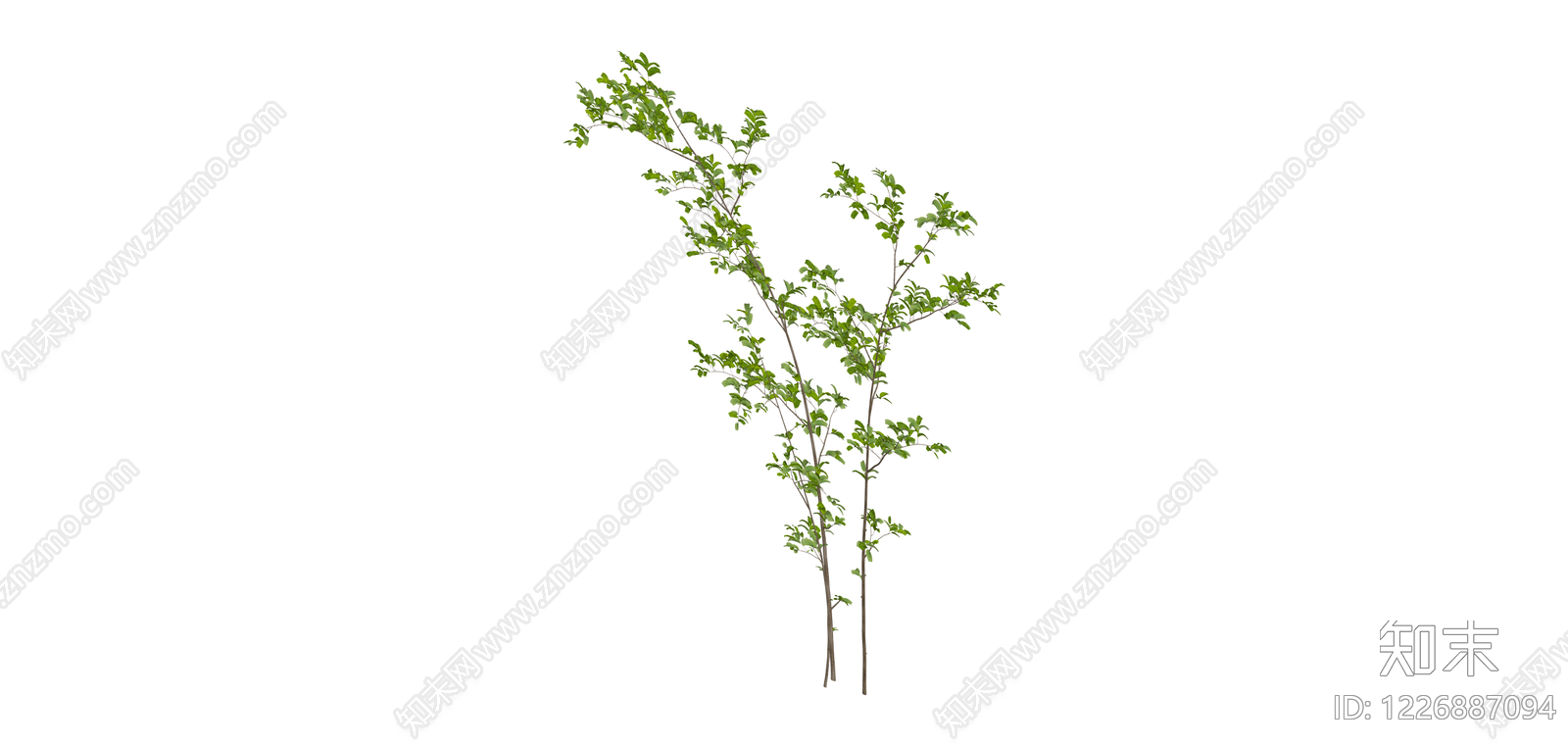 带叶细枝植物SU模型下载【ID:1226887094】