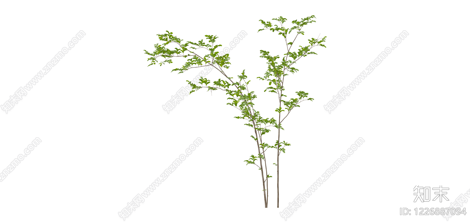 带叶细枝植物SU模型下载【ID:1226887094】