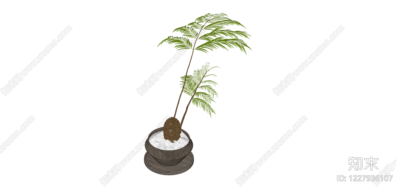 苏铁盆栽绿植SU模型下载【ID:1227936107】