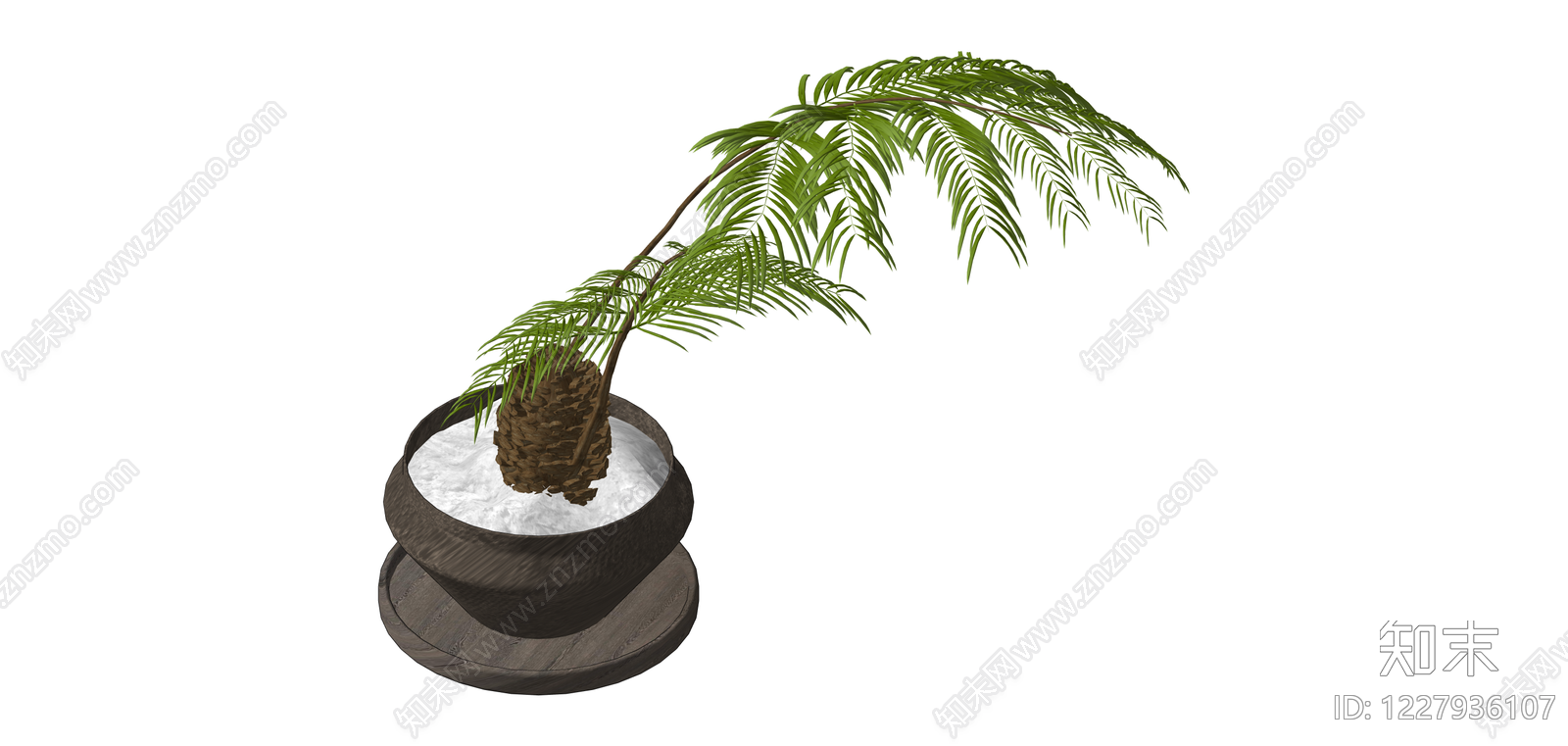 苏铁盆栽绿植SU模型下载【ID:1227936107】