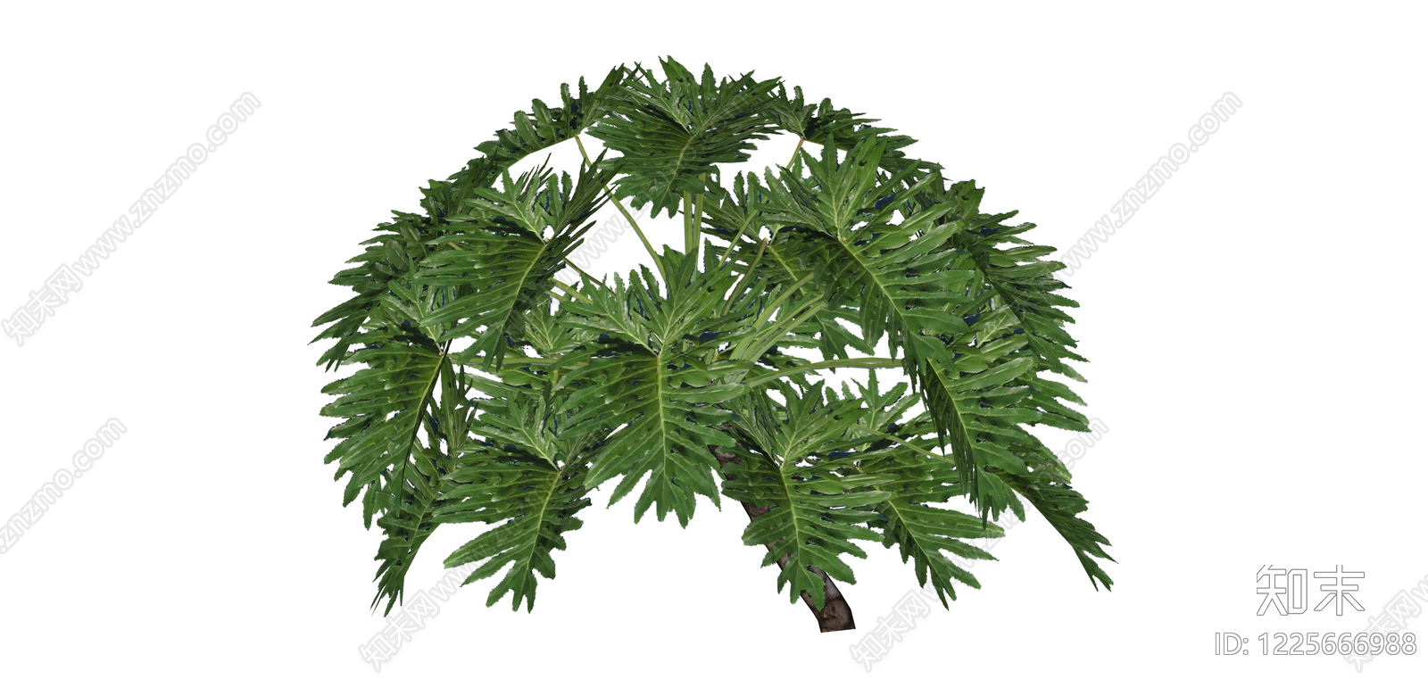 羽状叶绿植灌木SU模型下载【ID:1225666988】