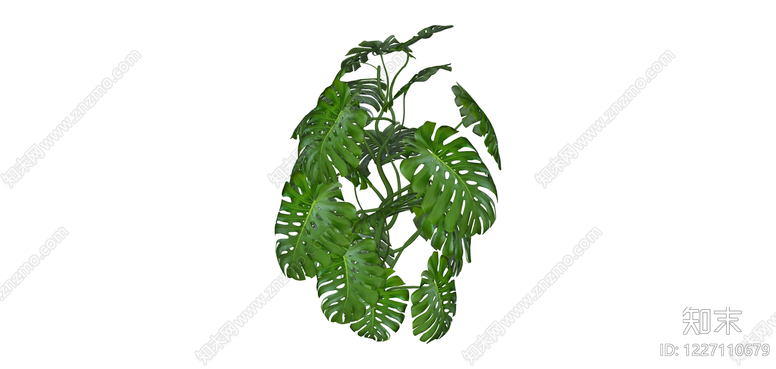 龟背竹盆栽绿植SU模型下载【ID:1227110679】