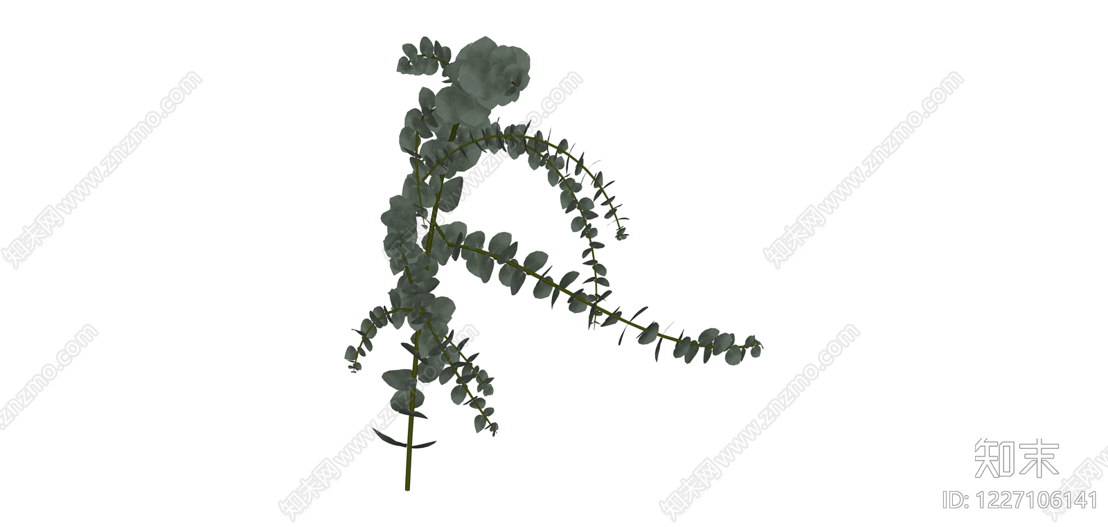 尤加利叶植物枝条SU模型下载【ID:1227106141】