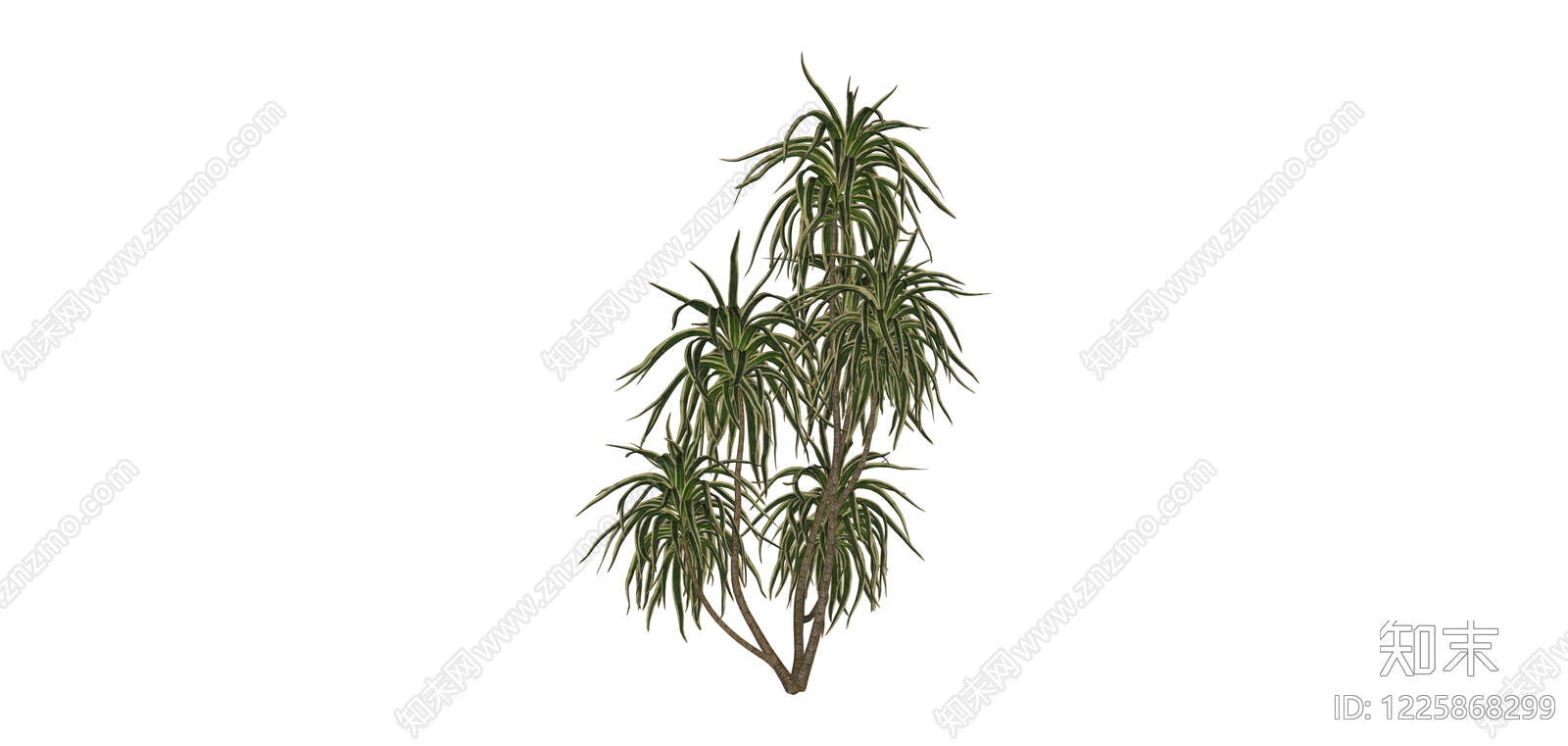 丛生龙血树景观植物SU模型下载【ID:1225868299】