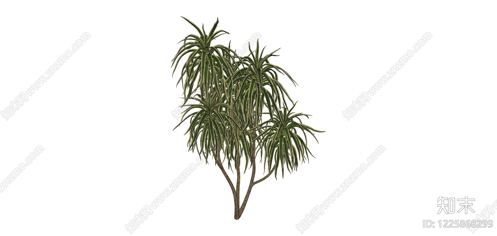 丛生龙血树景观植物SU模型下载【ID:1225868299】