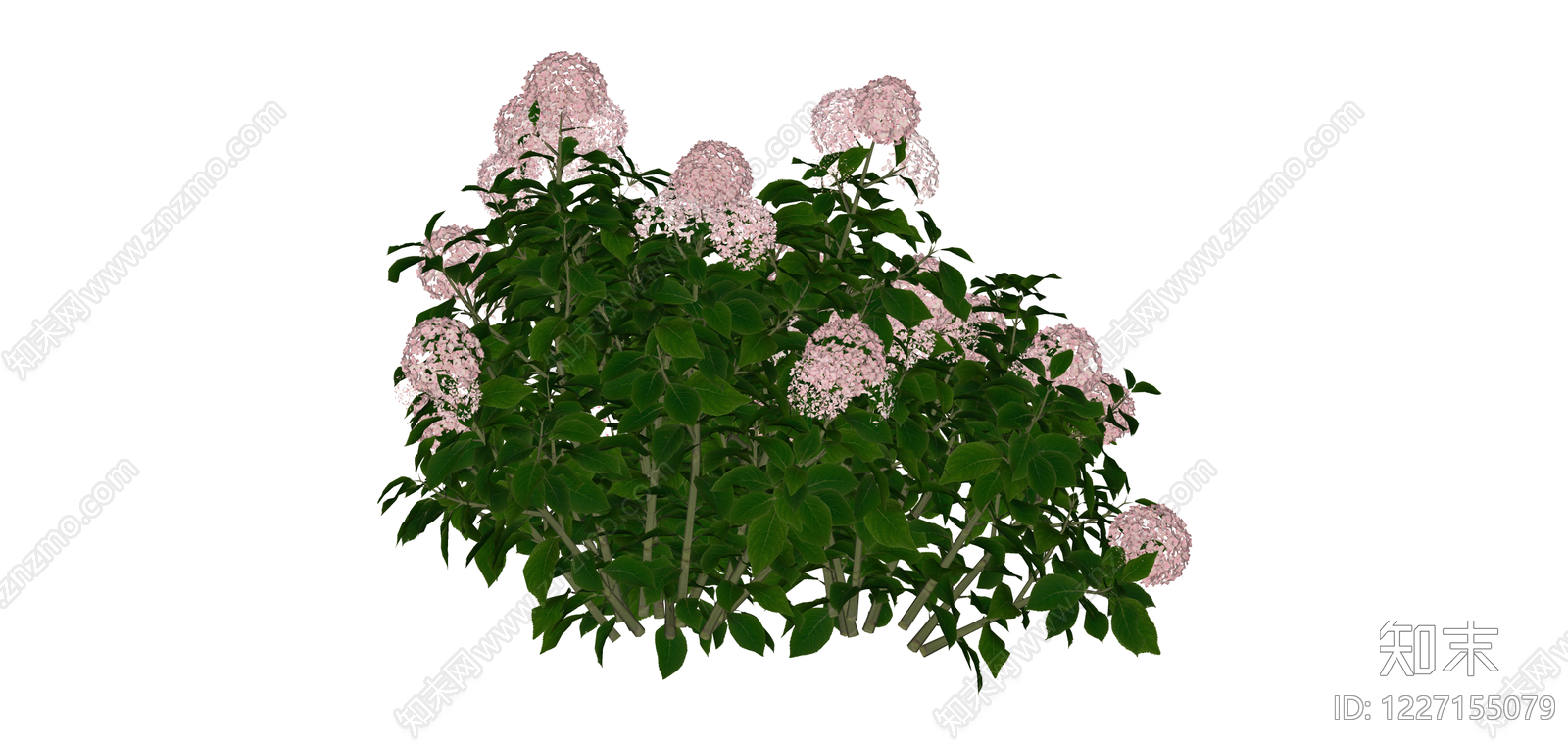 粉色绣球花灌木SU模型下载【ID:1227155079】