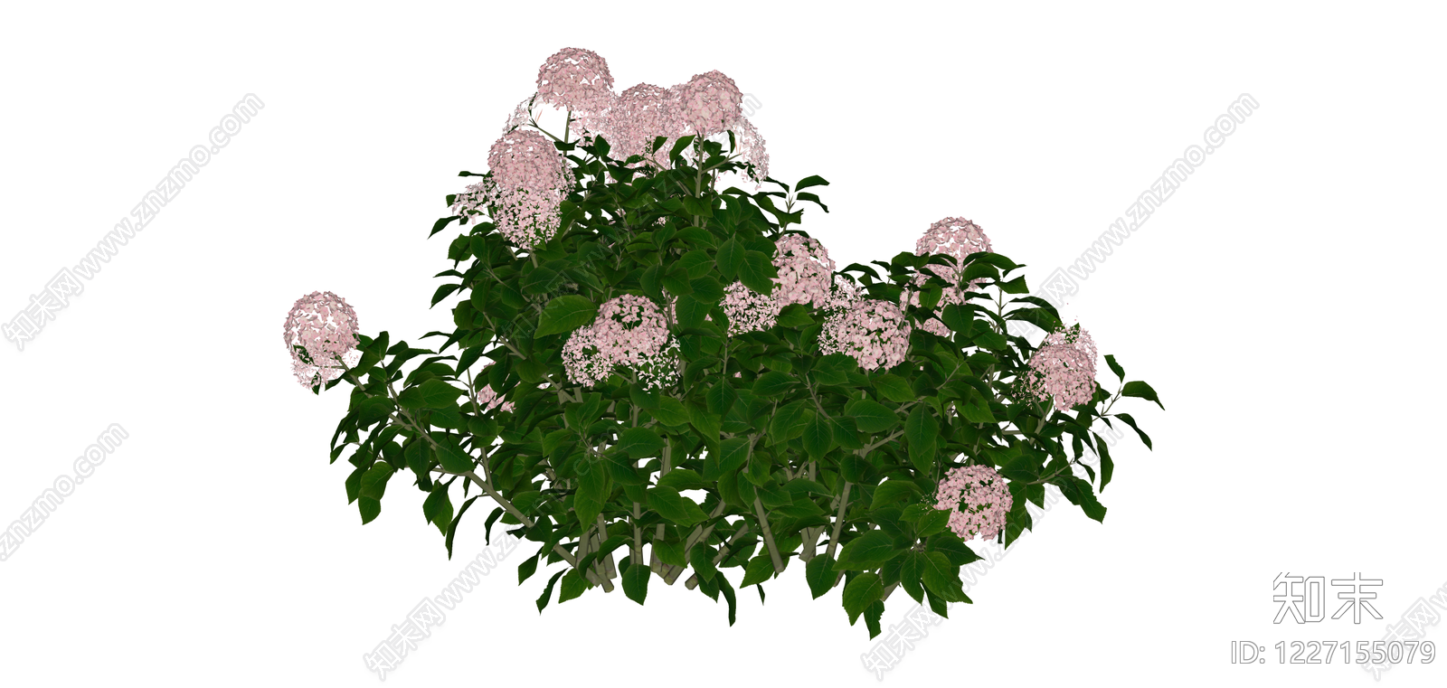 粉色绣球花灌木SU模型下载【ID:1227155079】